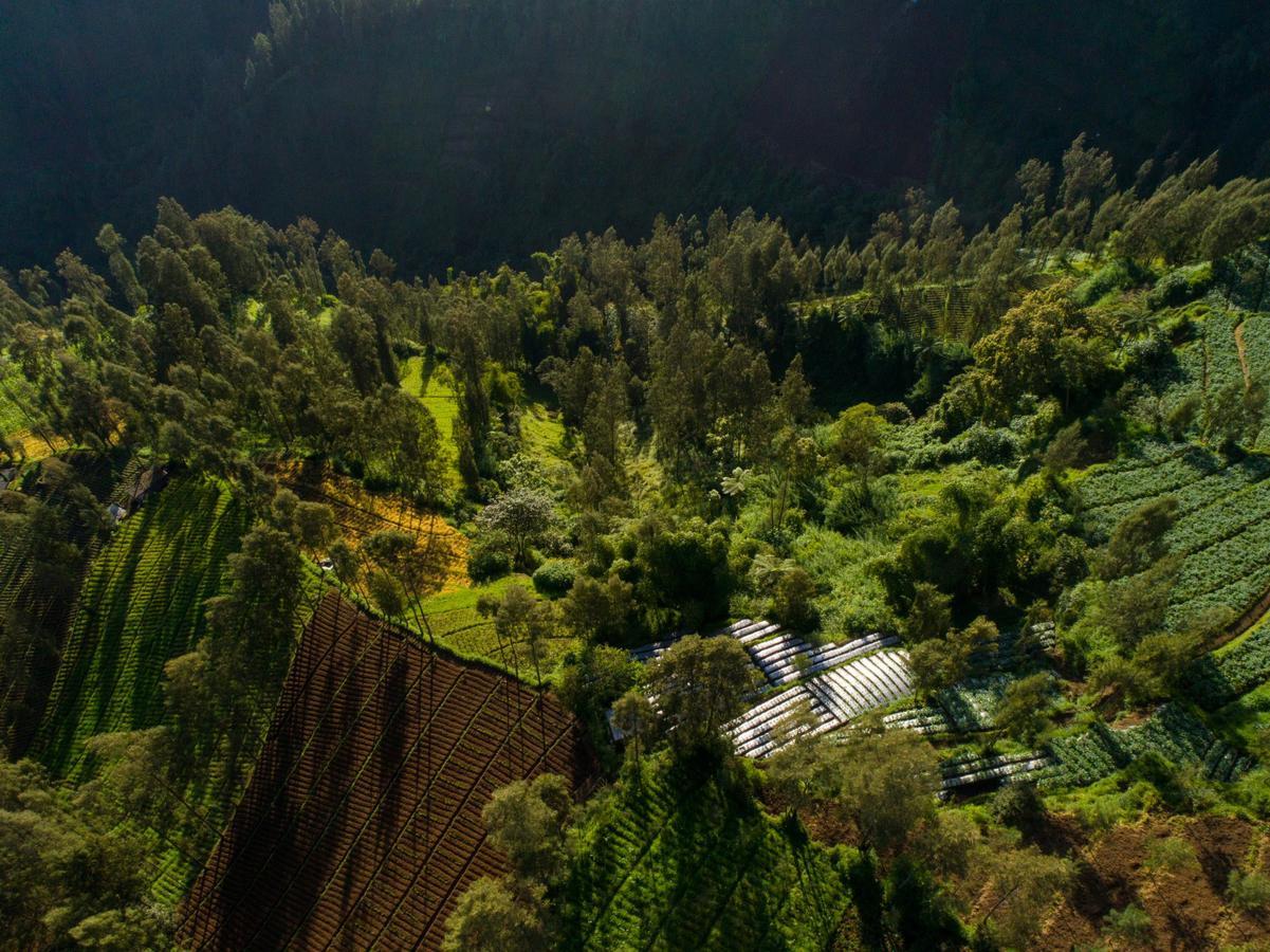 Hotel Plataran Bromo Zewnętrze zdjęcie